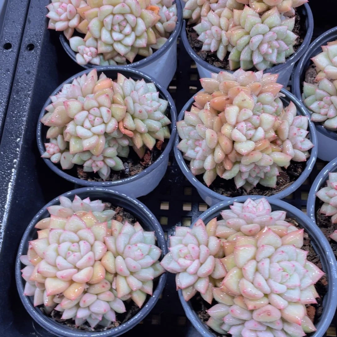 量拍41号 黄金象牙大群生一个