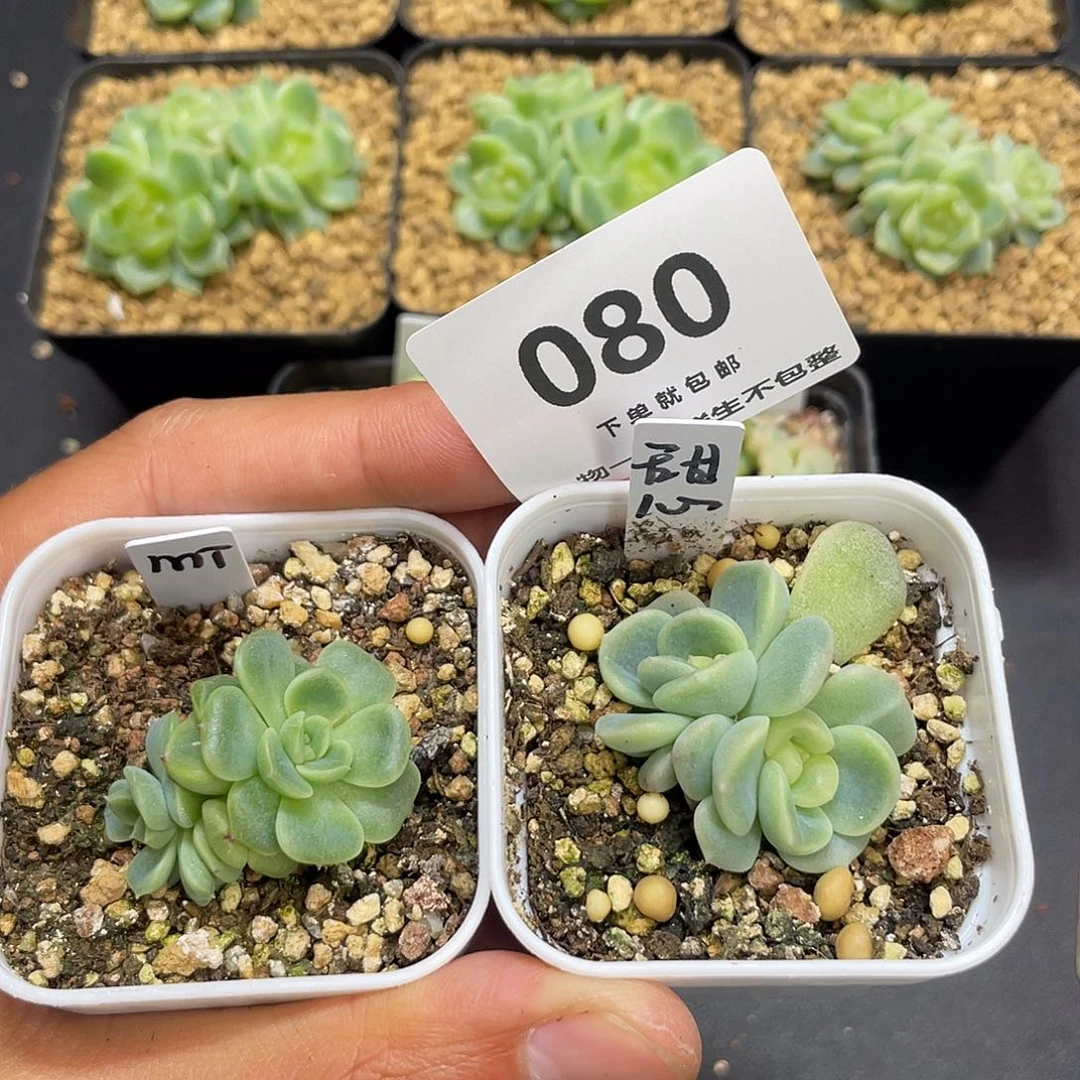 蜜糖甜心双头加甜心双头080