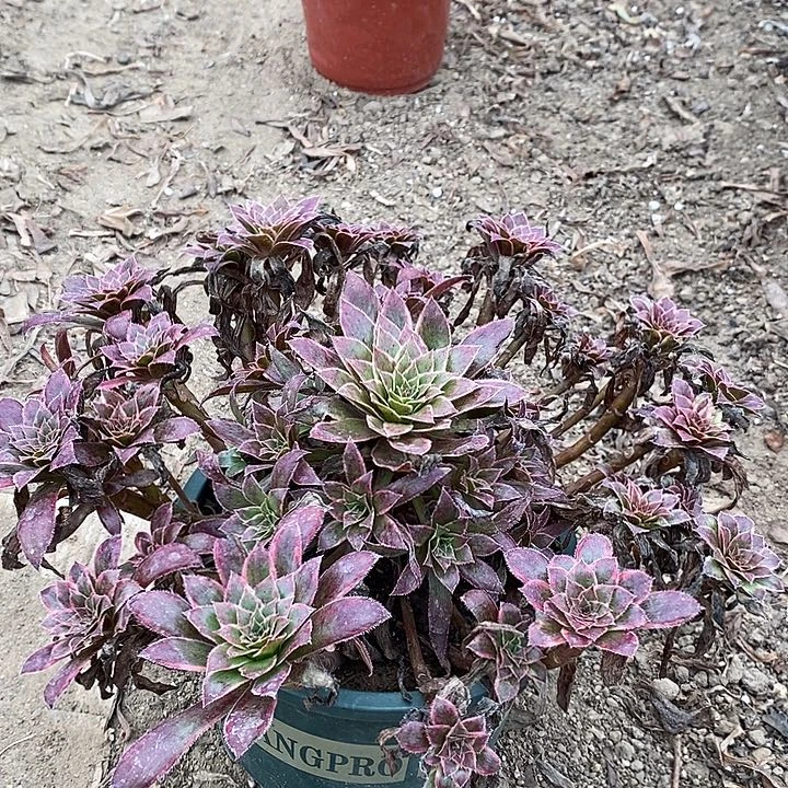 孔雀景多肉植物057