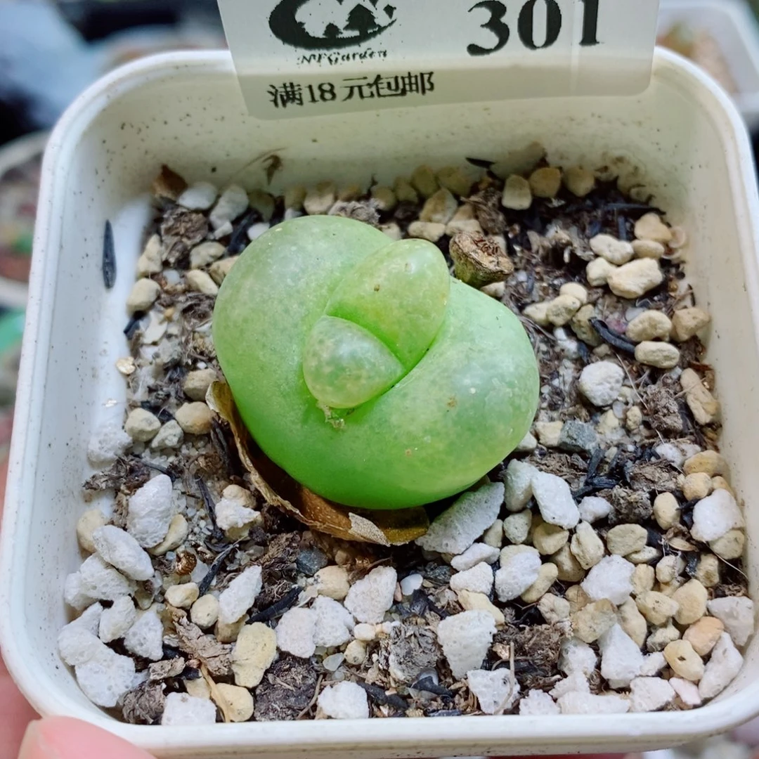 茜***爱生石花花花花开了301