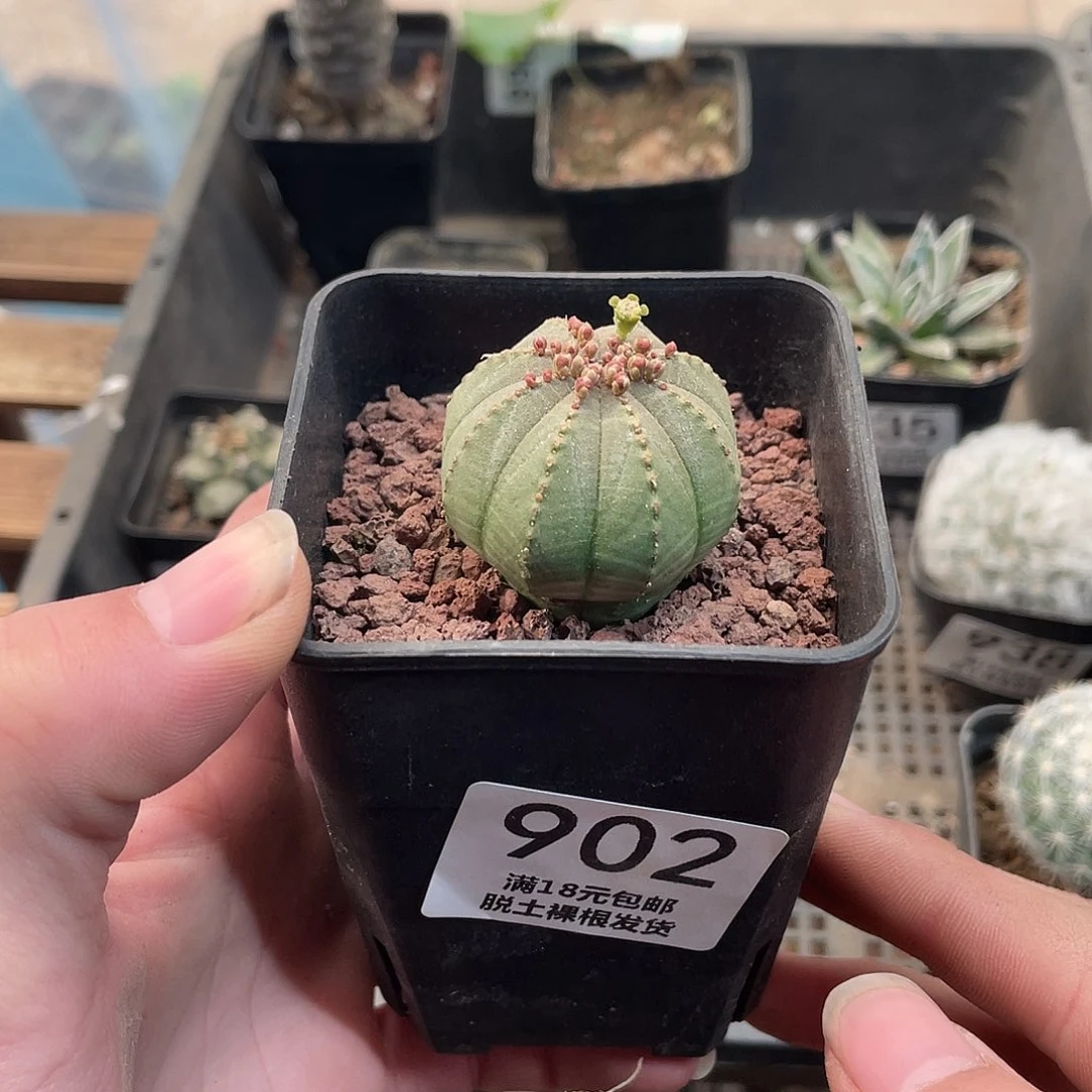 902布纹球（满18包邮）