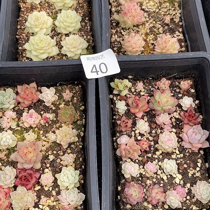 40 多肉植物盆栽花卉