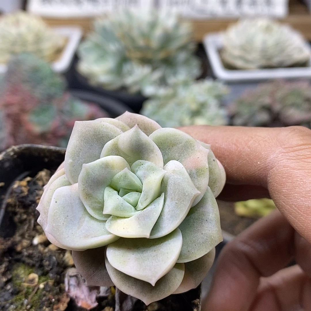25137 可爱玫瑰花脸锦