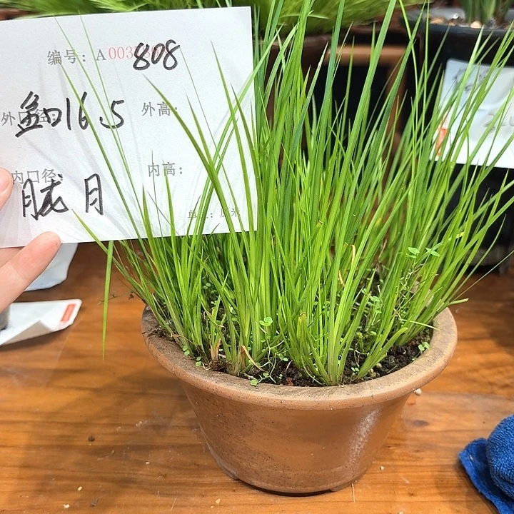 完全开放花卉种植