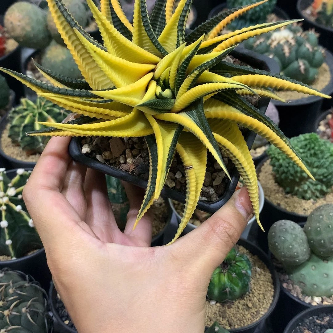 琉璃殿锦十二卷多肉植物15公分