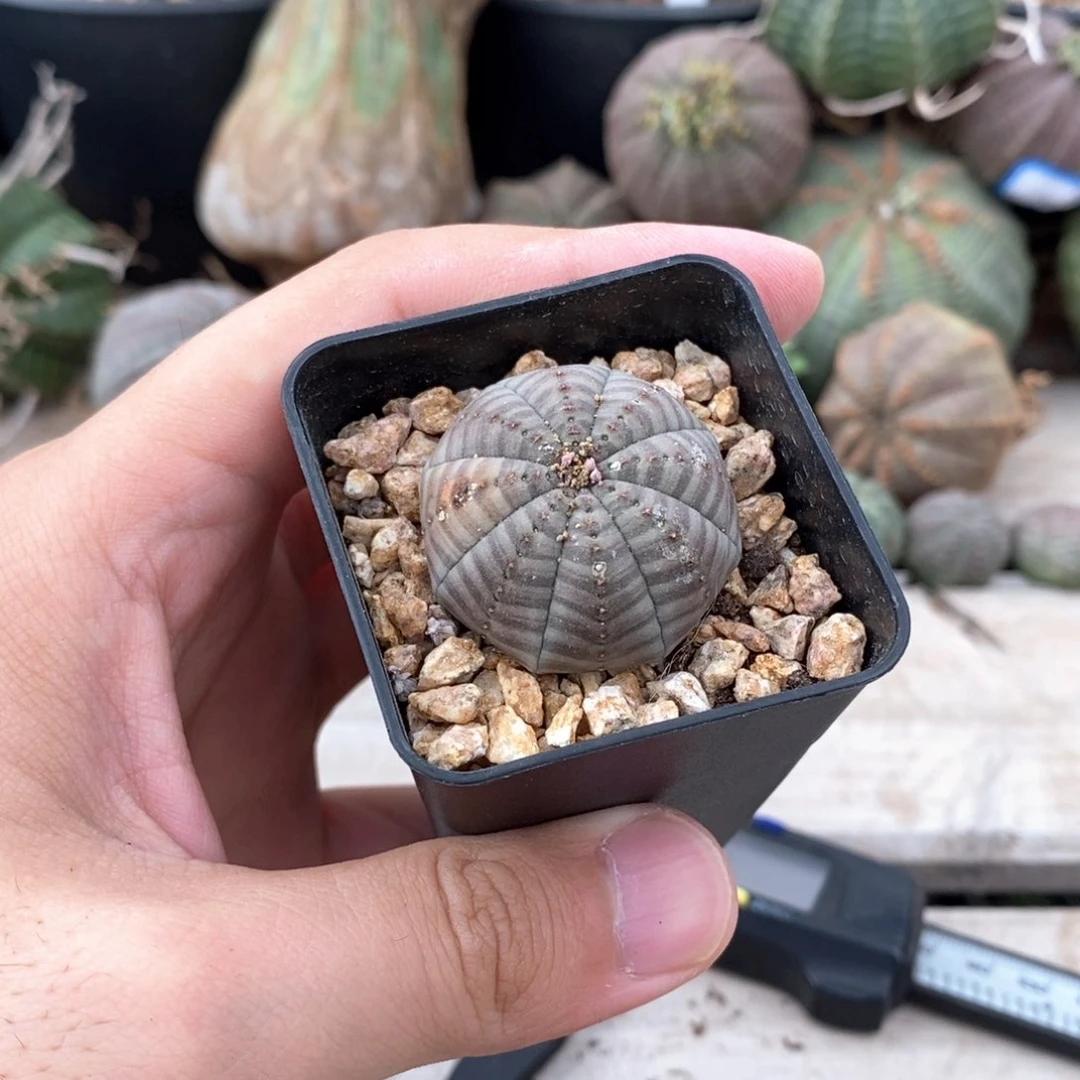 欧系实生布纹球多肉植物特价