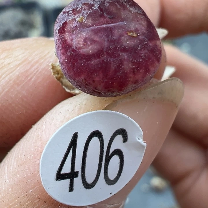 406号这颗多肉有点好看