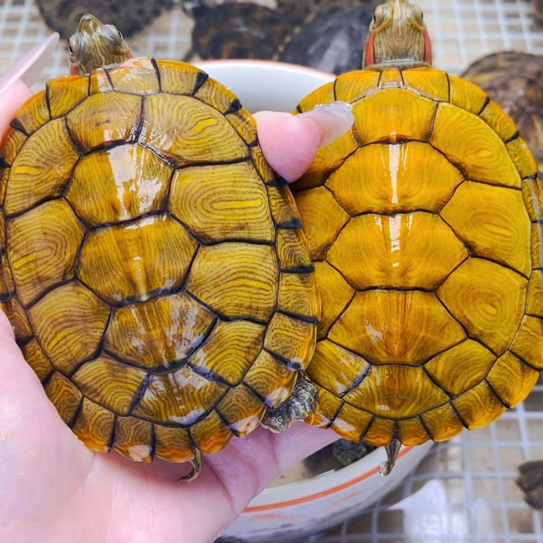 不分公母宠物龟黄金巴西一对5