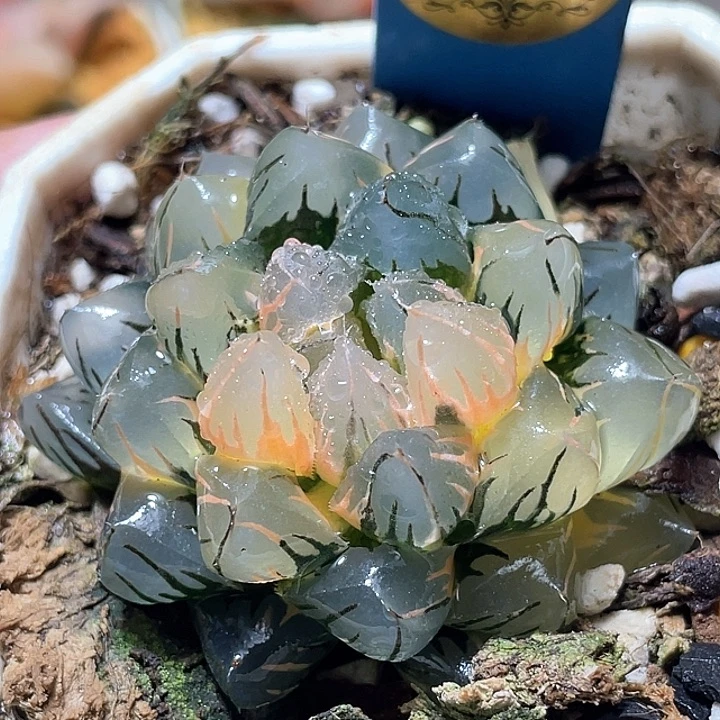 712水中月锦特选福利