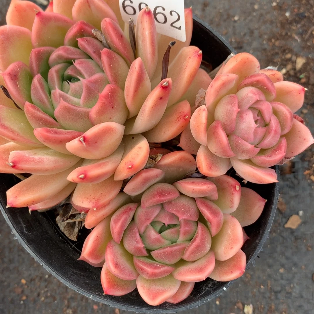 6662杂交多肉植物