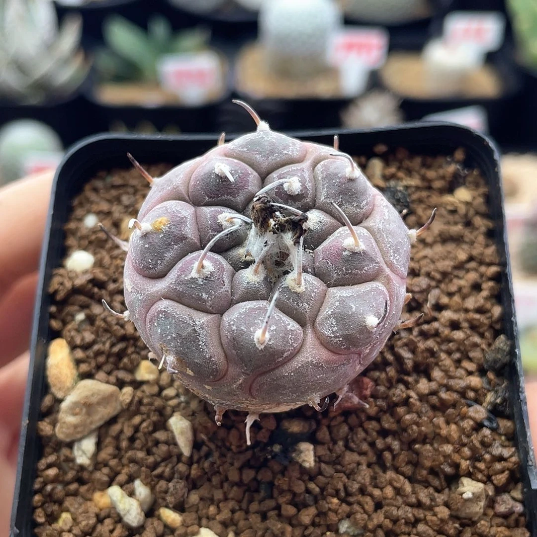 产地紫皮东云丸娇丽仙人球