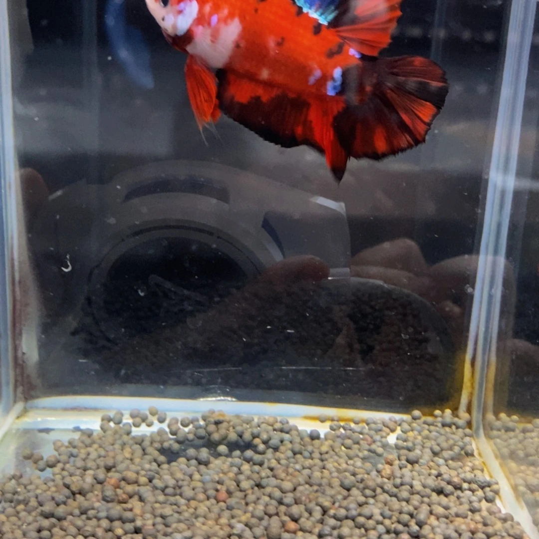 斗鱼310巨斗111111