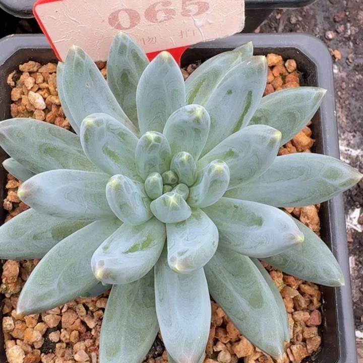 雪戴利065多肉植物