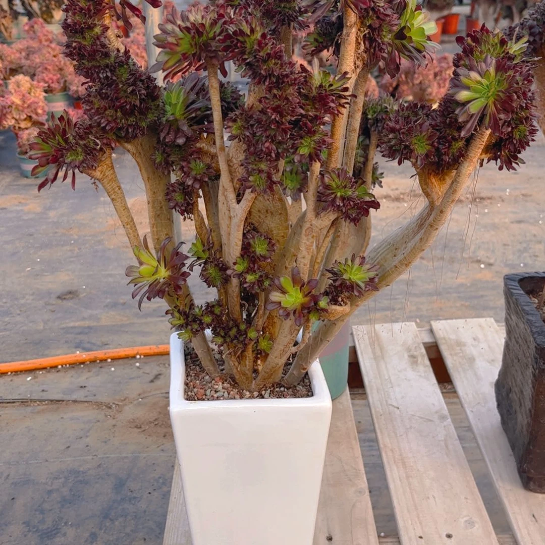 张*路100法师的法师法师