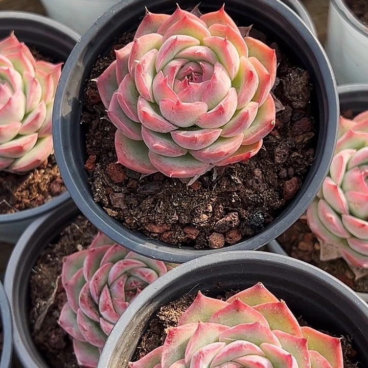 侧影              福利多多