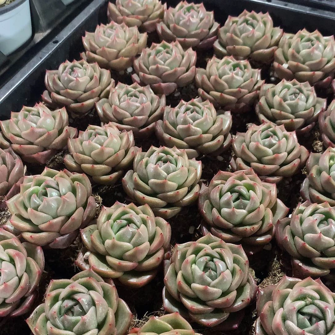 冰宝龙3盆000000000000000000