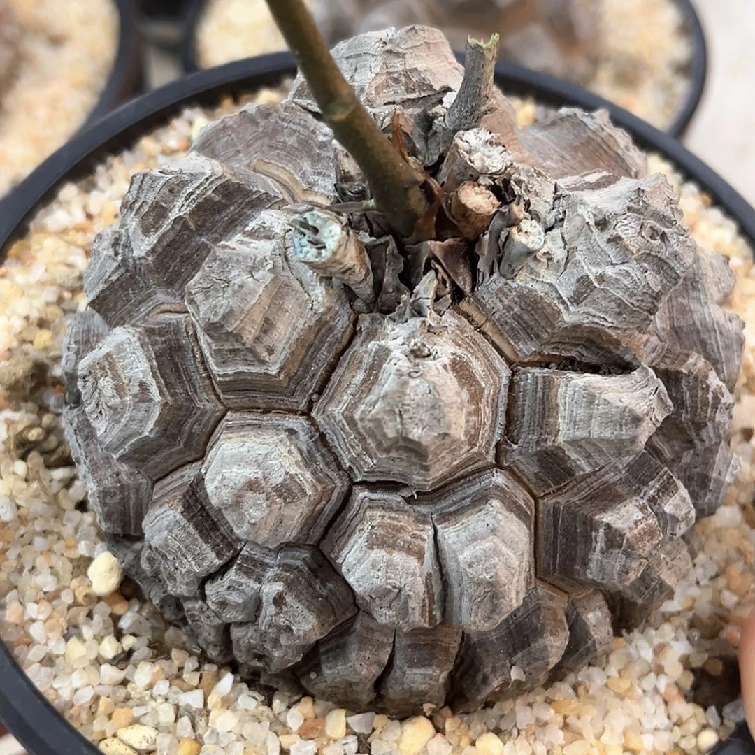 潮流植物精品剑甲南非龟，5077