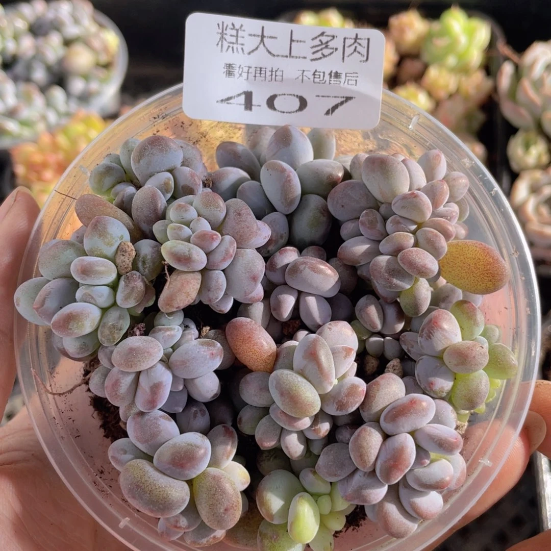 糕大上多肉植物407