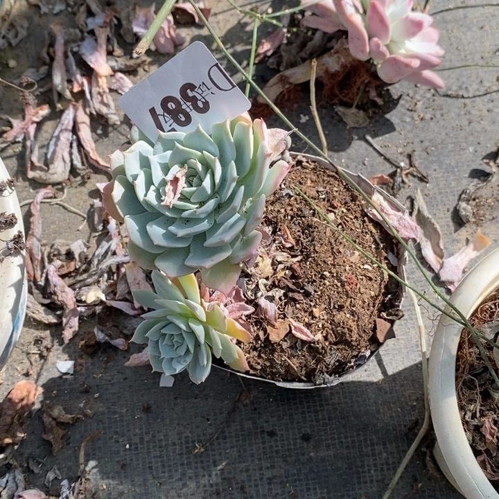 @****387薄叶蓝鸟蓝鸟多肉植物