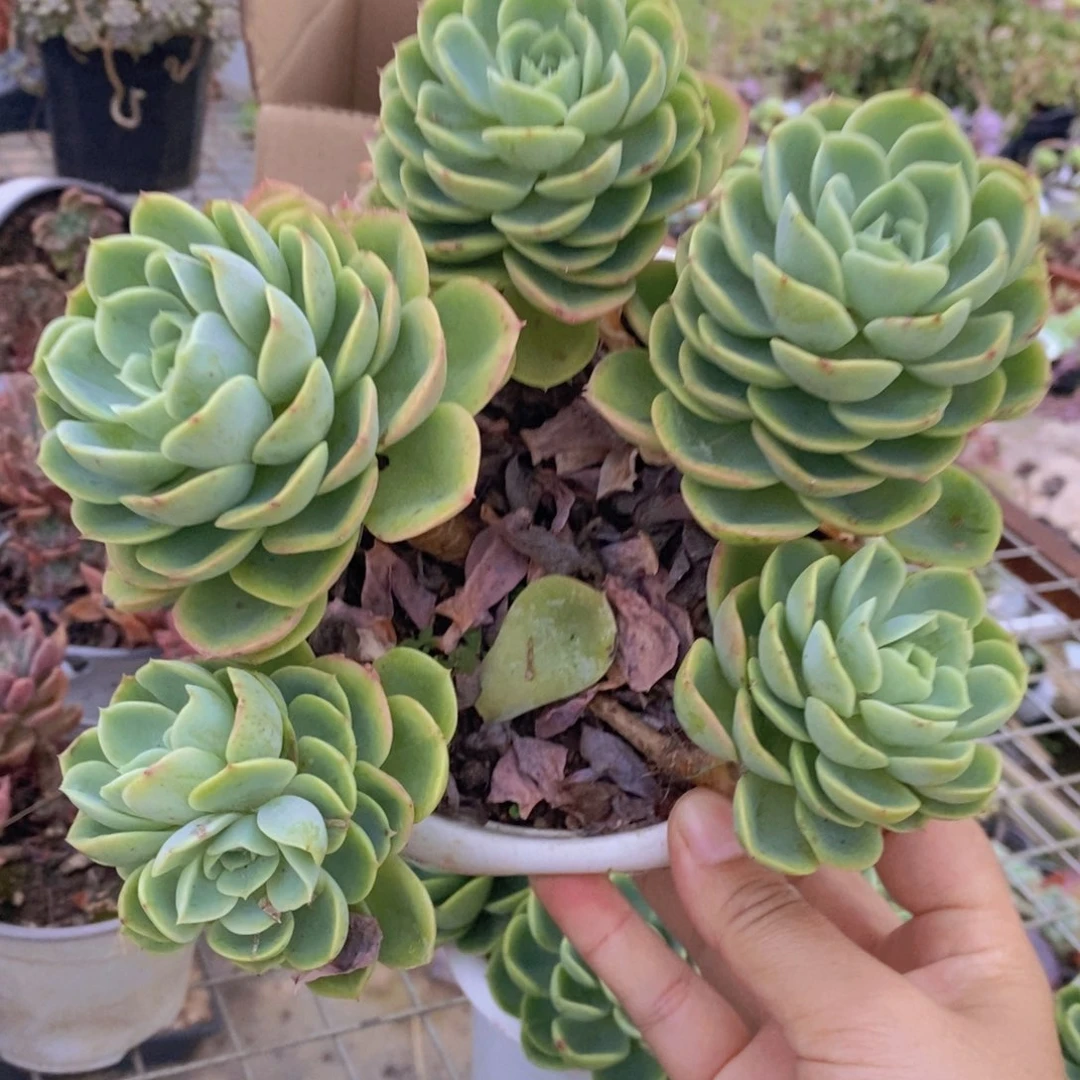 哈密瓜五头起发老桩