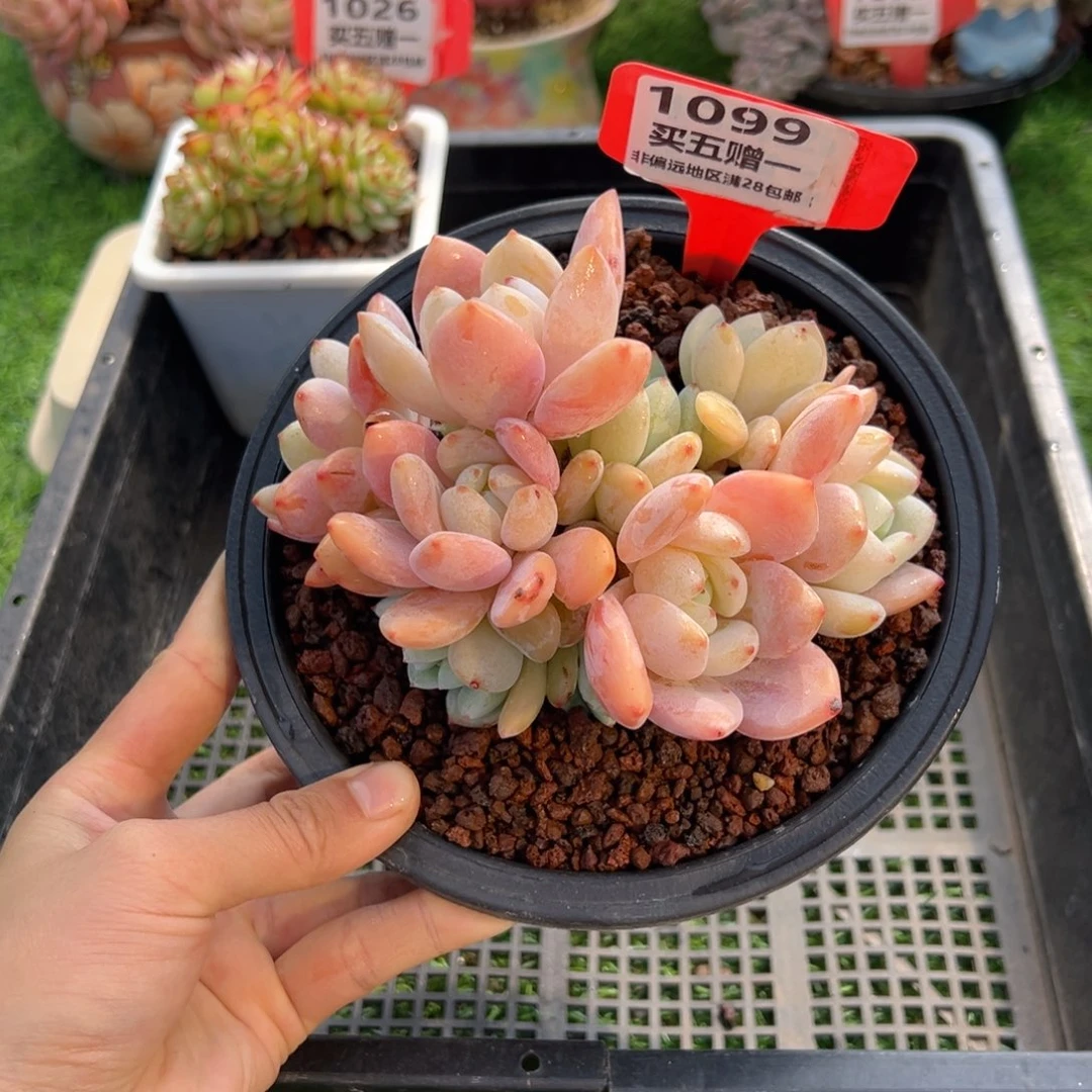 表妹精品多肉1099.