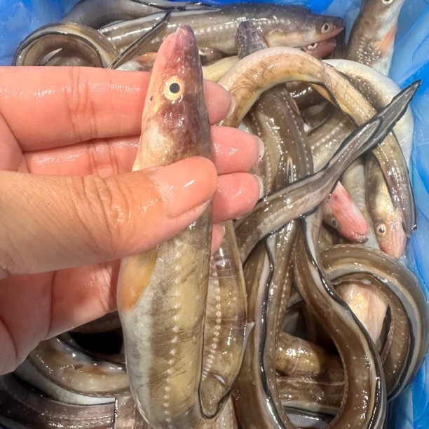 大连本地七星曼 鳝鱼 中号 4斤 顺丰包邮