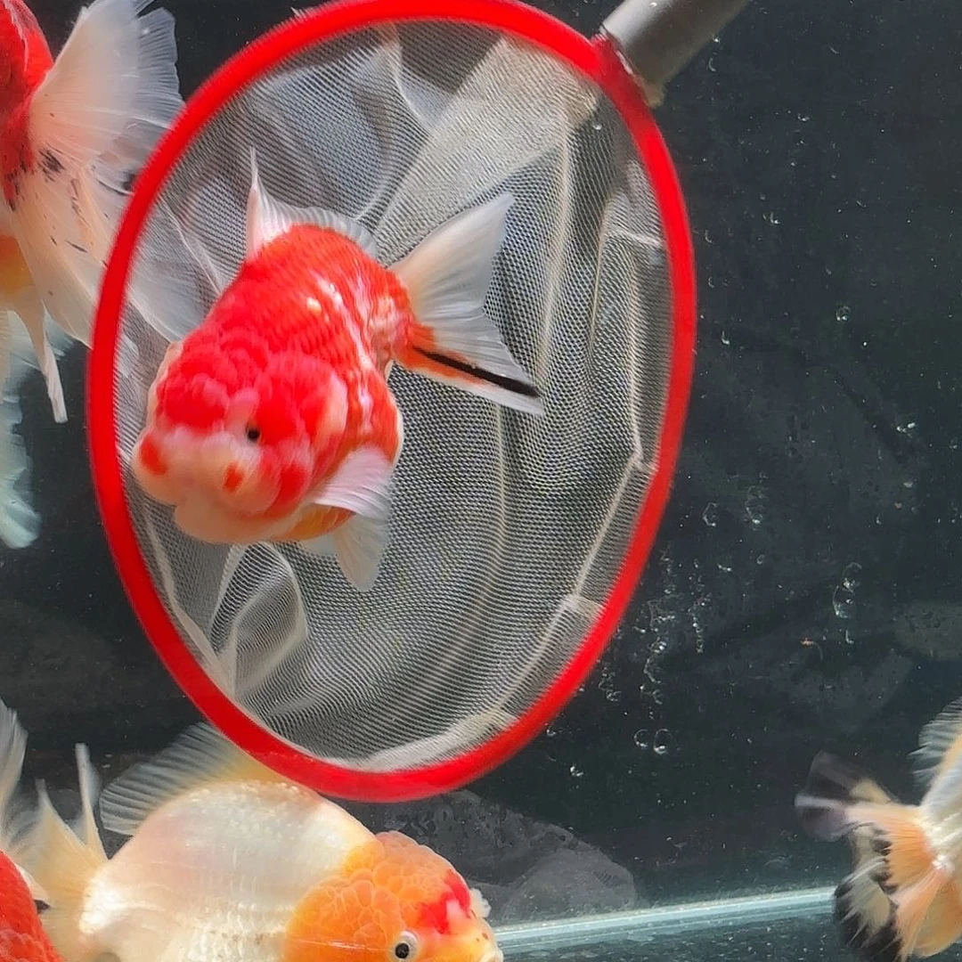 至***』金鱼圆通包邮啦啦啦