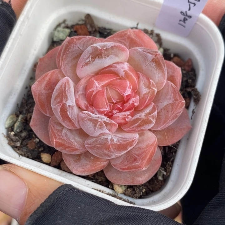 1208-568，粉魄多肉