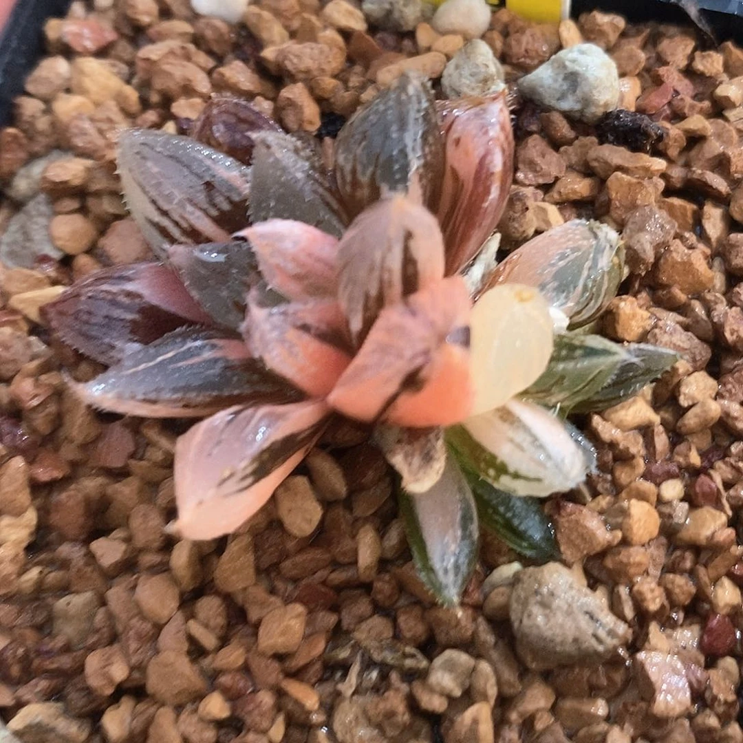 338号冰沙糖锦一物一