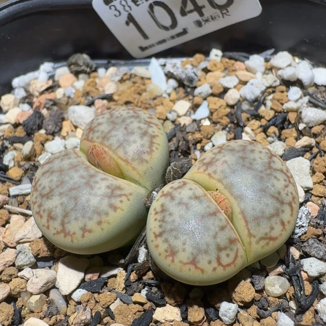 Ssss精品生石花1046