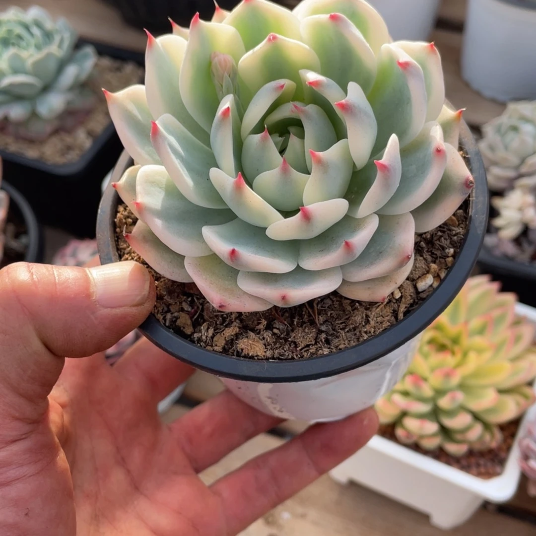 叶**忆淘多肉吉娃娃锦一个