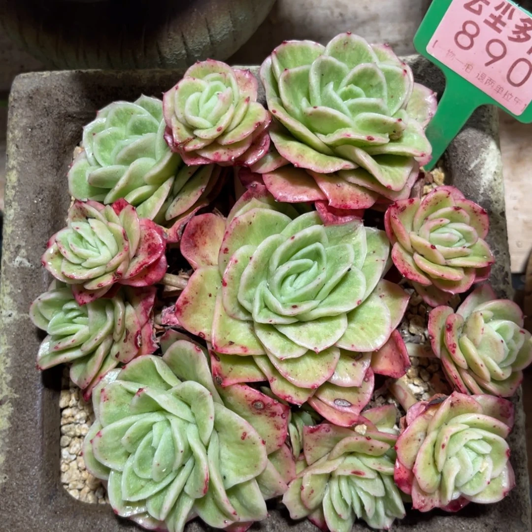 云尘多肉一物一拍不含盆890