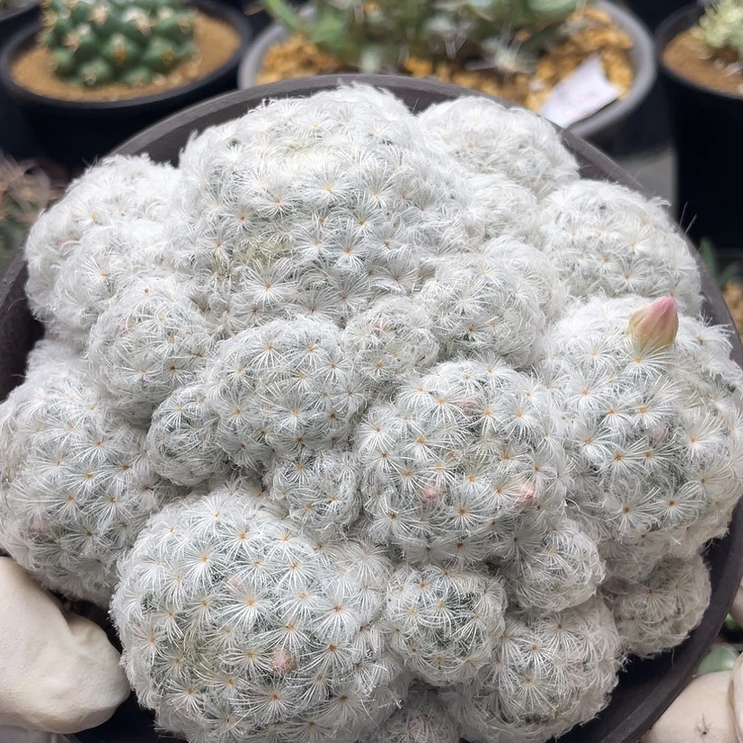 实生大颗羽毛佛头白星仙人球