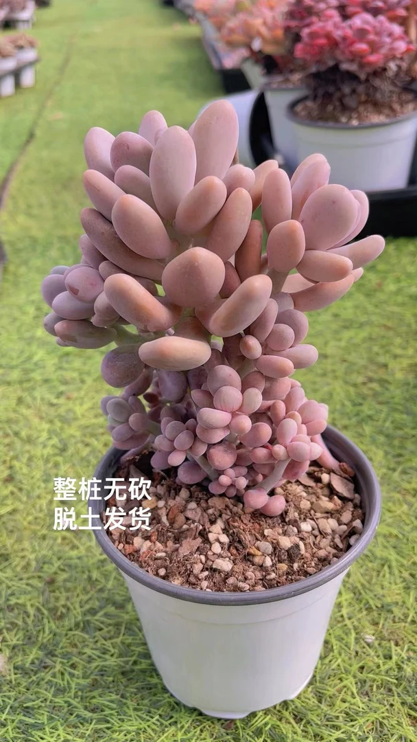 12#橙雪球  多肉植物