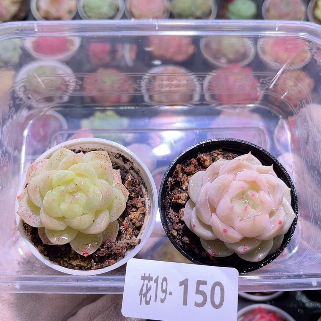 花利美19-150新品➕麦秆