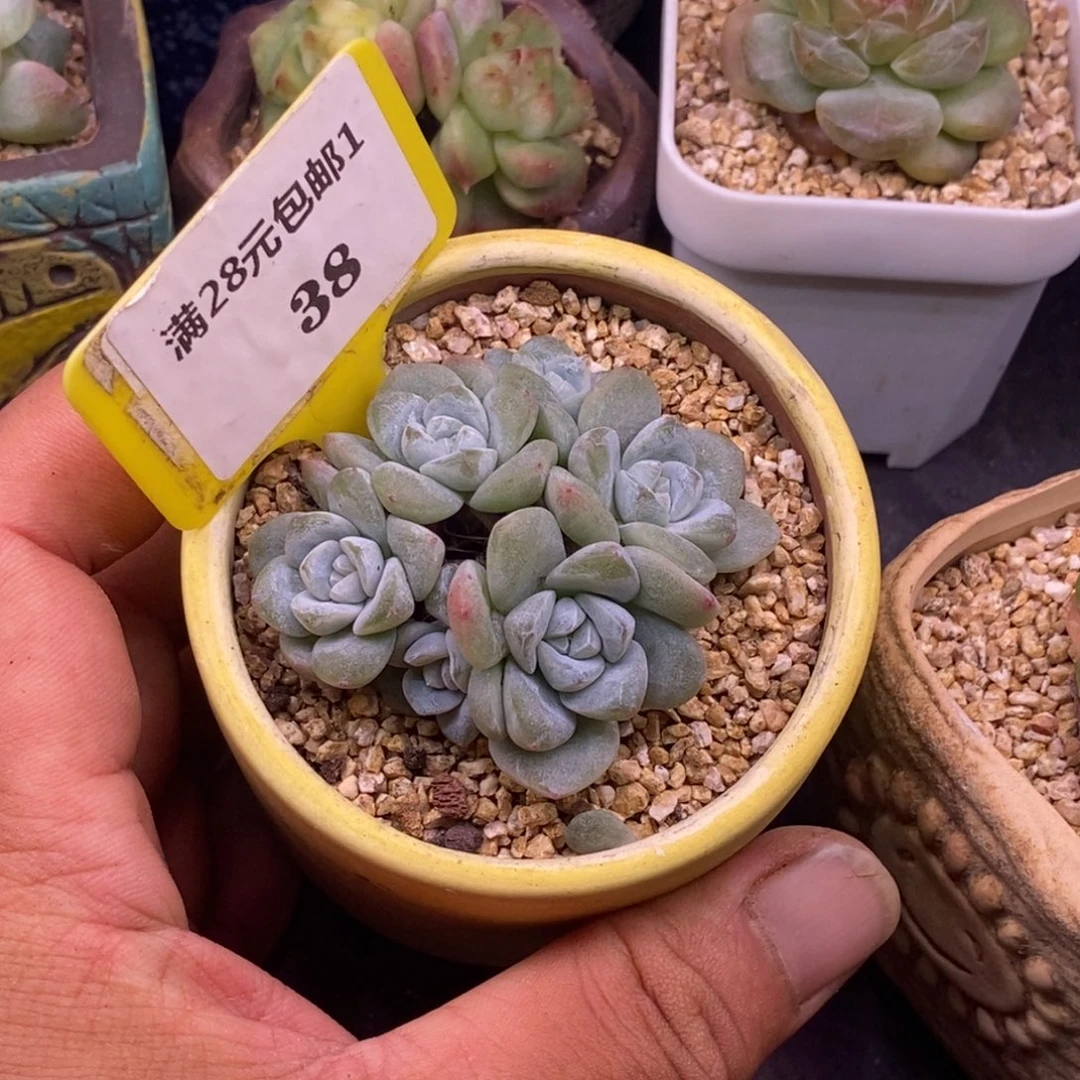 138趴的小脸冰玉6头……