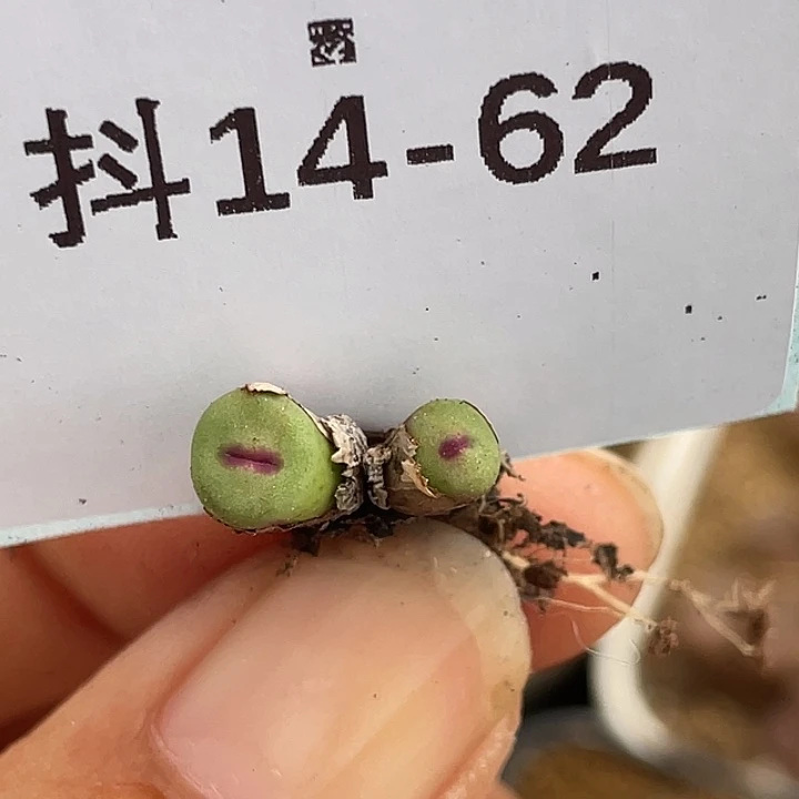 14-62嘴427多肉植物