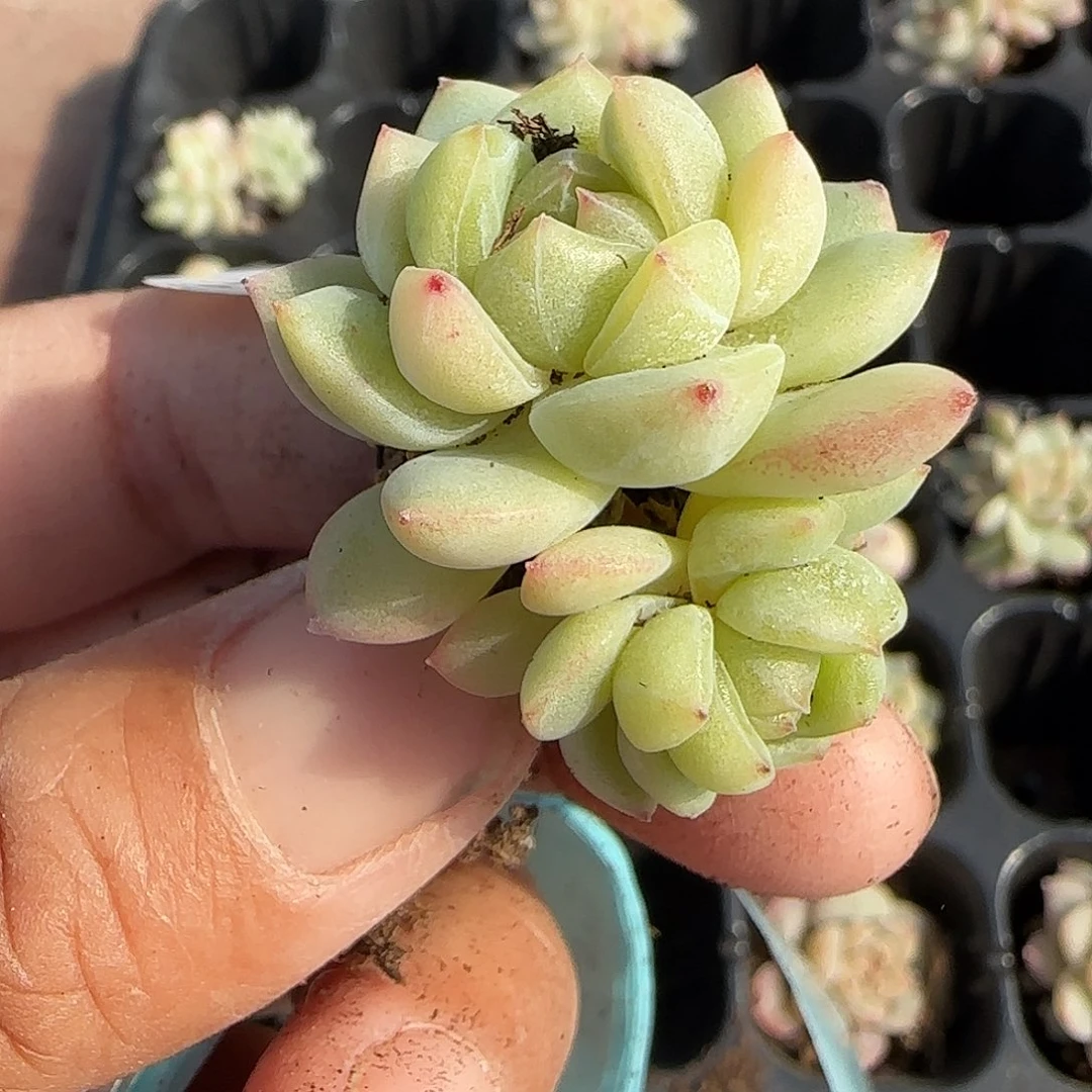 小卡拉米糖心一物一拍27-115