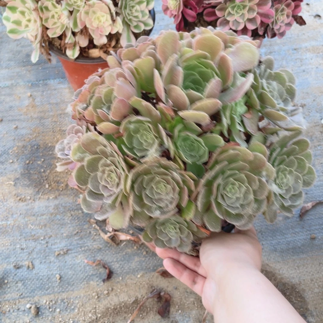 550荷兰玫瑰法师多肉断枝不售后