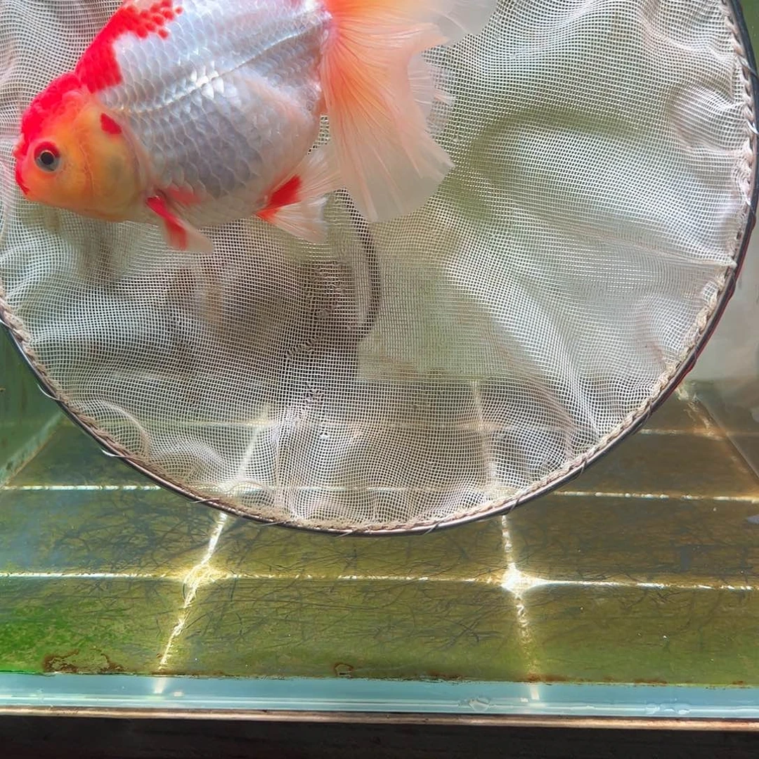 金鱼百褶泰狮亚成14