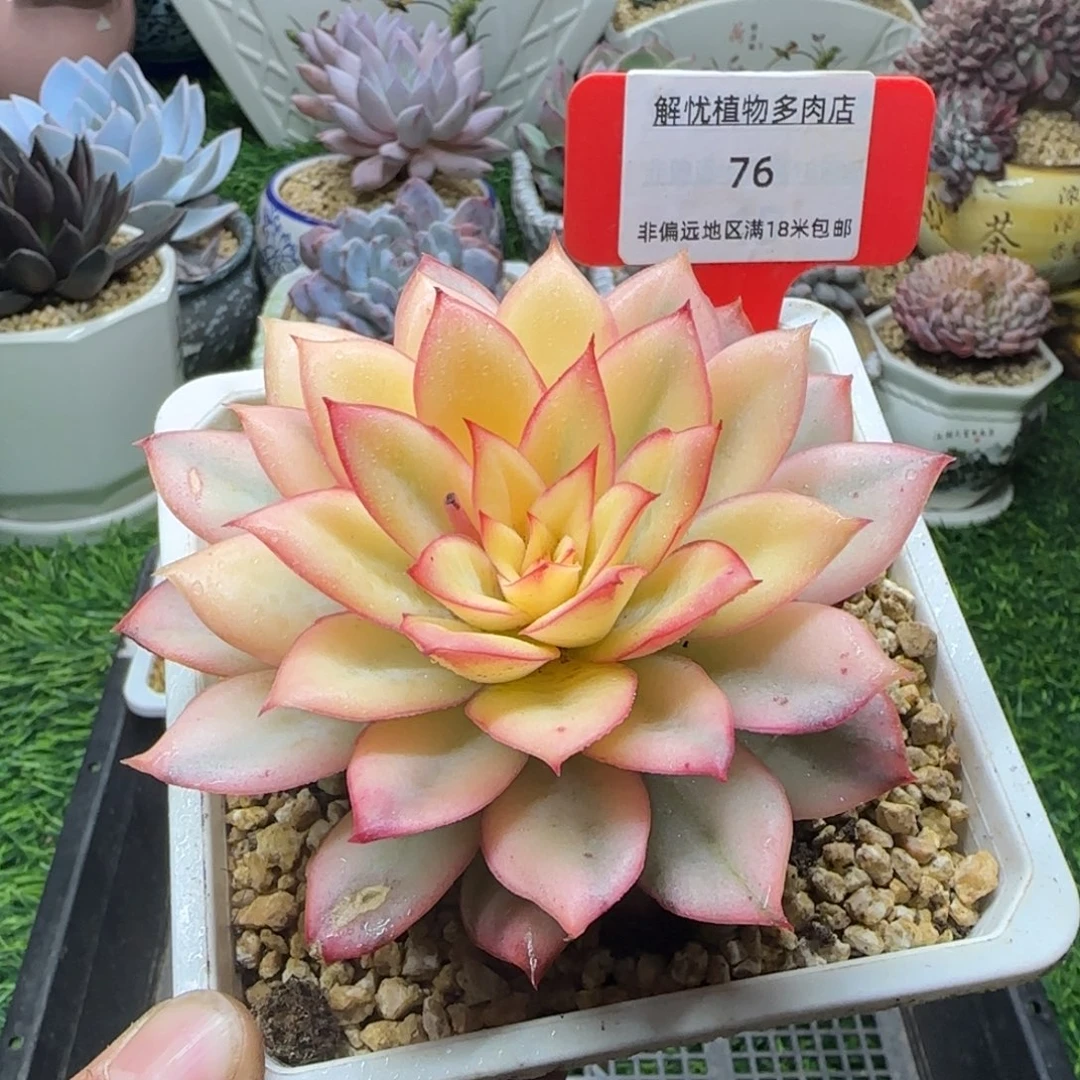 解忧多肉植物编号76