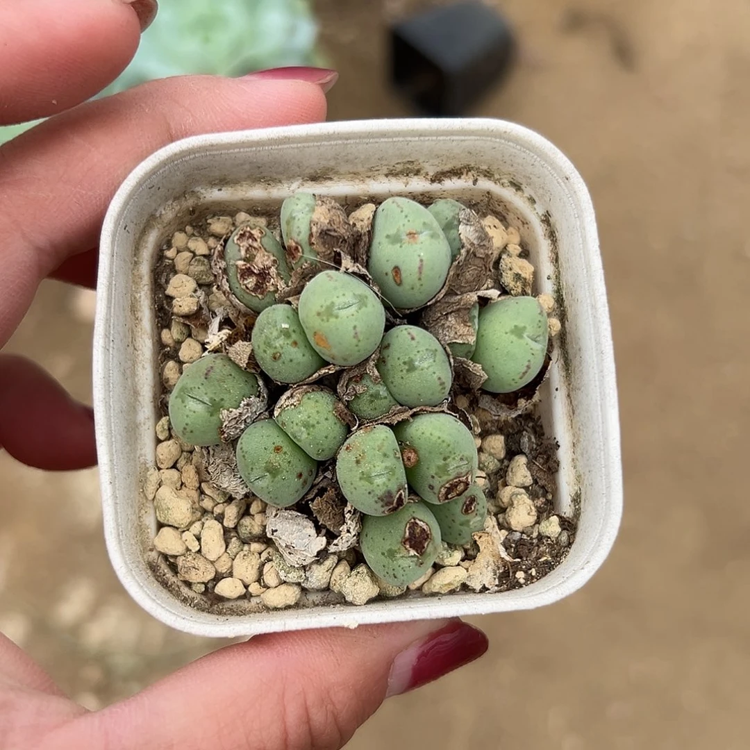 我***爷多肉植物多肉植物