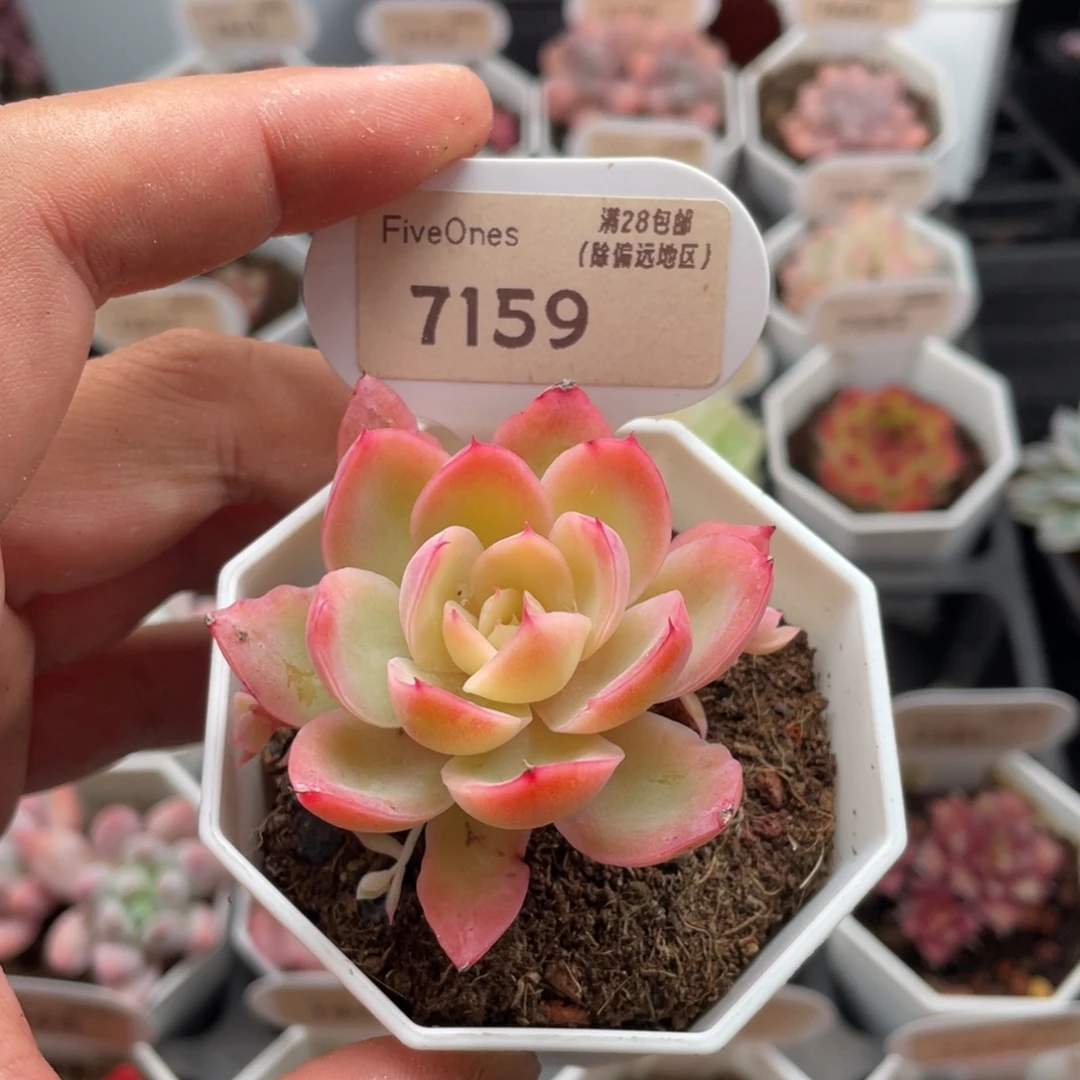 丝绸面纱7159-5.5厘米