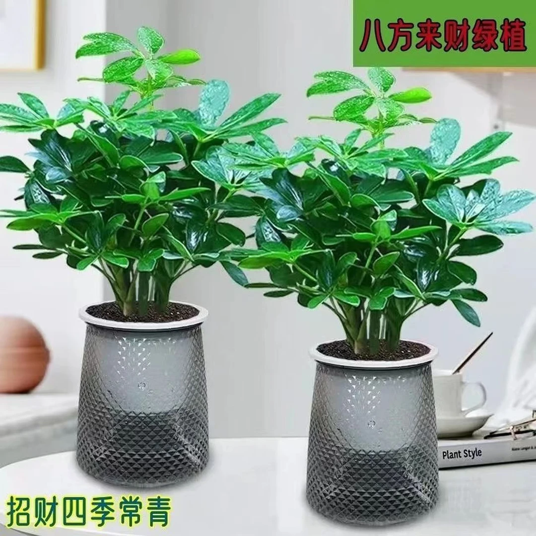 【买一送一】八方来财鸭脚木盆栽室内桌面水培绿植物花卉七叶莲好养