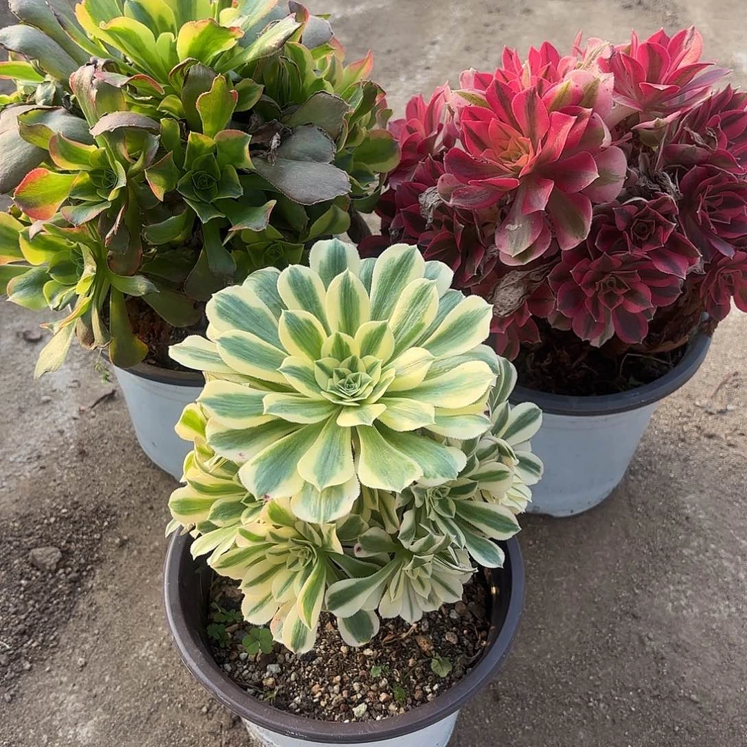 女巫特斯拉迈巴赫多肉植物