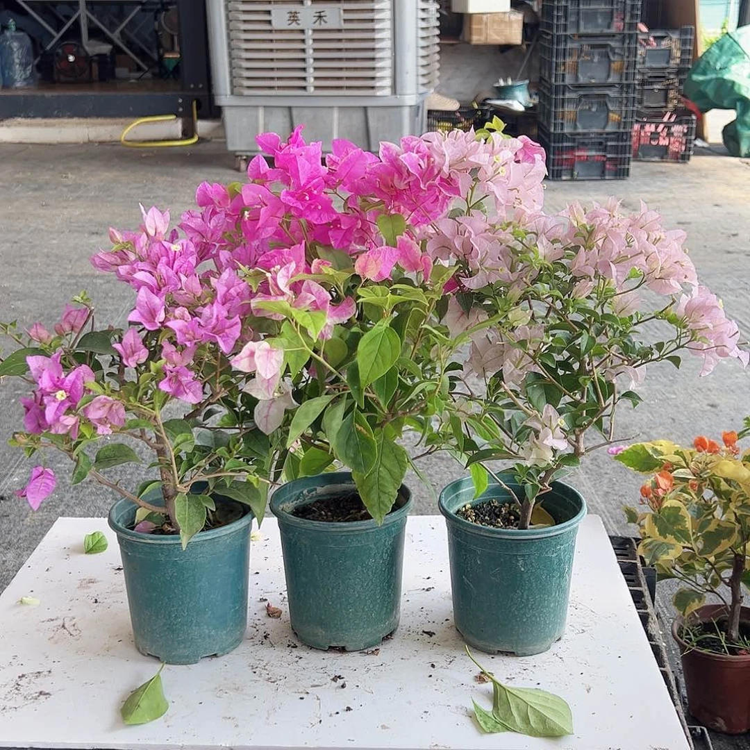 大部分花苞少量开放雪紫，章红英，苹果花组合