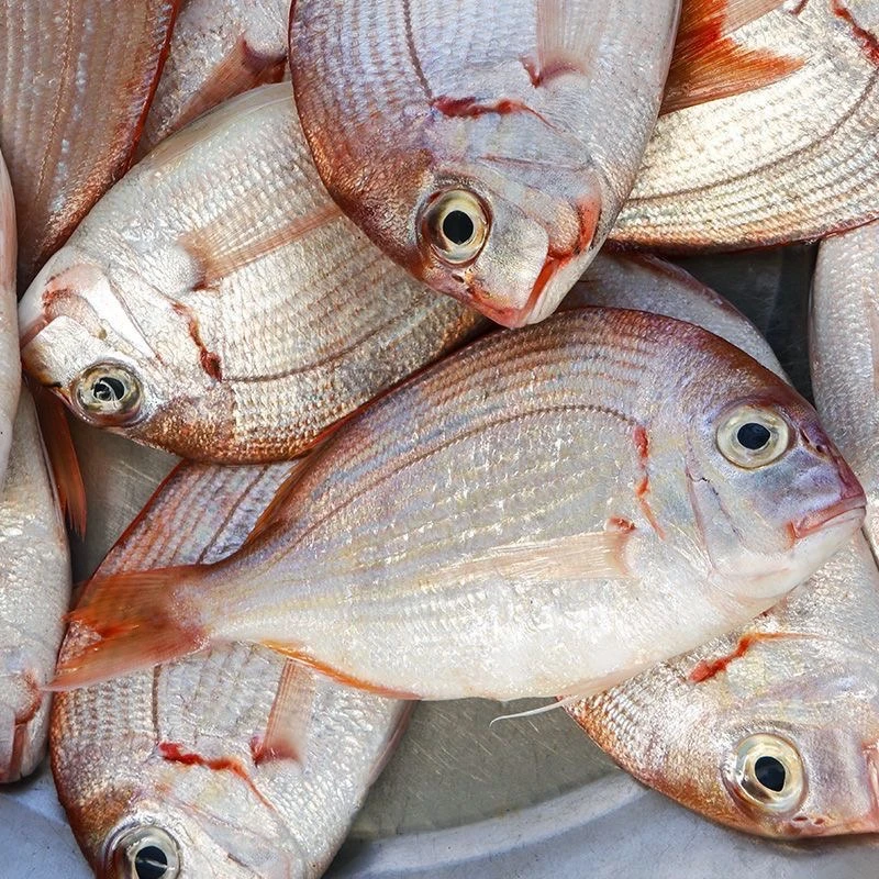 赤棕鱼   鲜冻 顺丰快递 厦门发货 2500g