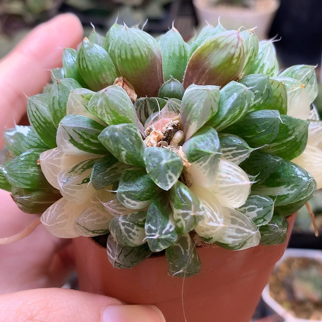 苏州玉露锦带盆土发货tuwz