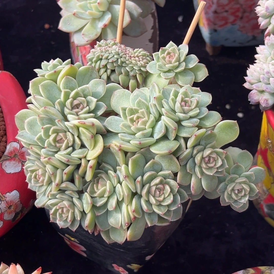 ****潭新年快乐 新年快乐