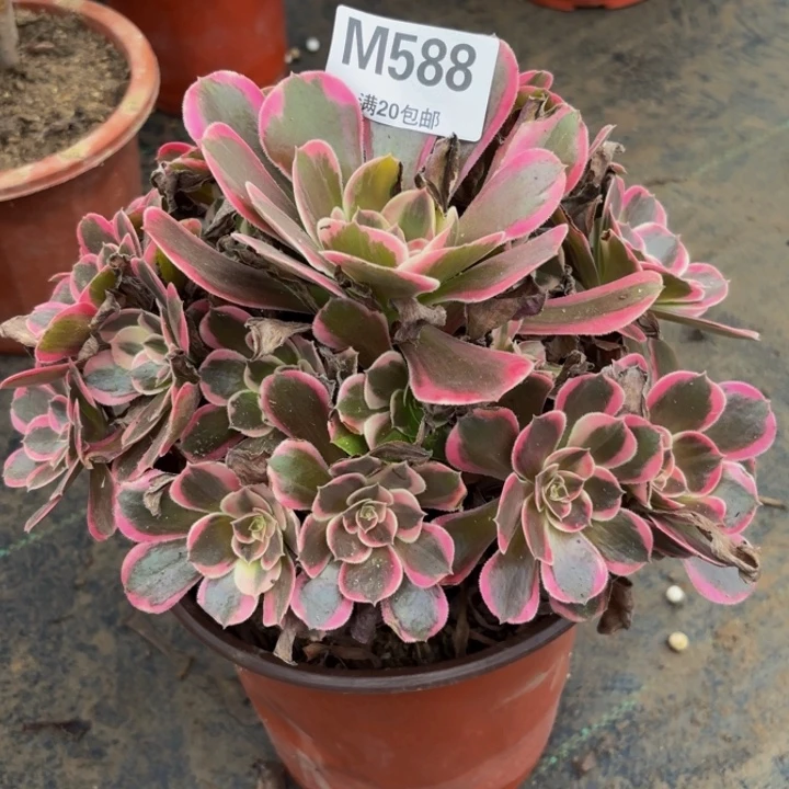 瑞妈多肉园艺588花样年华